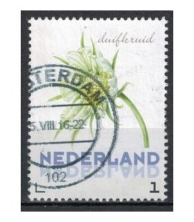 3012 Ac-03 Bloemen zomer druifkruid (o)