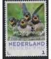 2017 Zomervogels Boerenzwaluw (o)